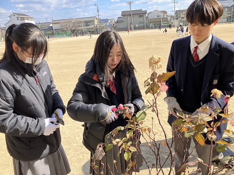 【総合探究】バラの剪定体験に行きました！（高１・２）